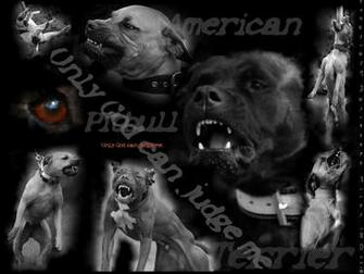 Home Image Pitbull Wallpaper By Filarska