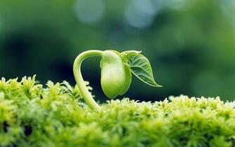 Sprout Leaves Desktop Wallpaper HD Full Points
