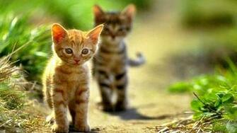 Kitty Cat Wallpaper