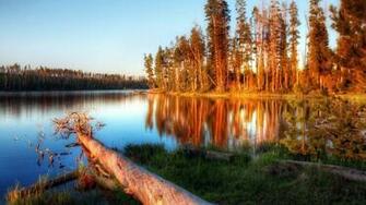 Lake Evening Trees Log Water Light Wallpaper Background 4k Ultra