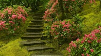 Nature Flowers Wallpaper