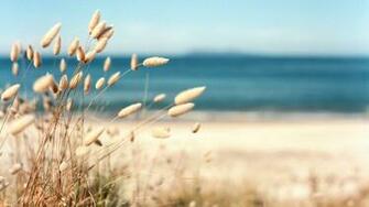 Grass Plant Natural Beach HD Wallpaper New