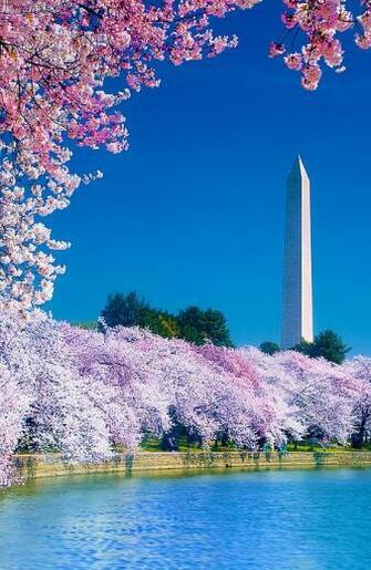 Cherry Blossom Washington Dc Cool Places