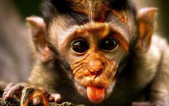 Funny Monkey Pictures Wallpaper