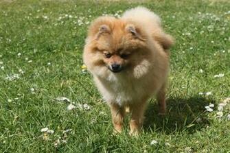 Spitz Dog Miniature Grass Stock Photos Image HD