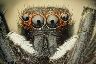Spiders Wallpaper