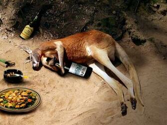 Kangaroo HD Wallpaper Background