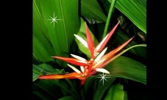 Bird Of Paradise Wallpaper