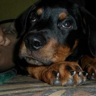Blackberry iPad Rottweiler Pup Screensaver For Kindle3 And Dx