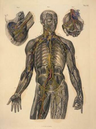 Anatomy Human Wallpaper Sciences HD Art
