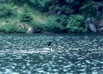 Loon Wallpaper Ducks Desktop