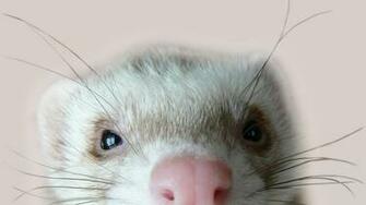 Wallpaper Ferret Eyes Looks Ferrets Animals Photo On The