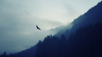 Flying Eagle HD Wallpaper Picture New