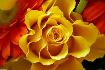 Yellow Roses Wallpaper HD Topwallpaper