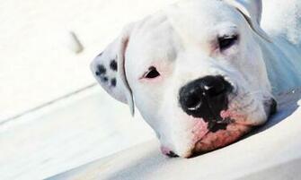 Dogo Argentino Closeup Wallpaper And Image