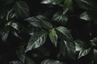 Aesthetic Leaf Background Wallpaper