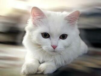 HD Animals Cute Puppies And Kittens Wallpaper