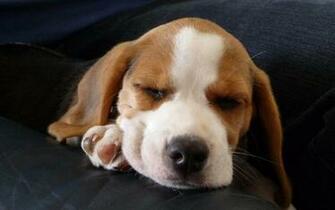 Beagle Background Net
