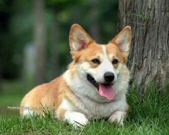 Welsh Corgi Pembroke