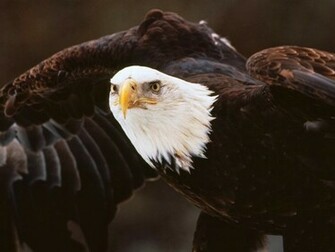 Wallpaper U 3d Flying Bald Eagle HD