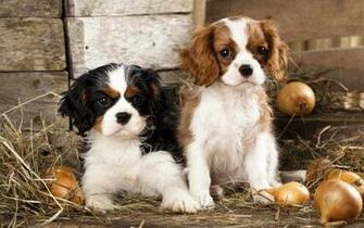 Cavalier King Charles Spaniel HD Wallpaper Achtergronden