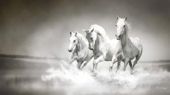 White Horse Wallpaper