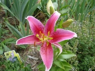 Stargazer Lily Wallpaper