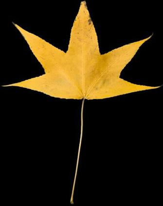 Related Pictures HD Wallpaper Leaf Close Up Iph Point Of