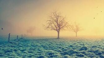 Trees Birds Wallpaper Wallbase Cc On Wookmark