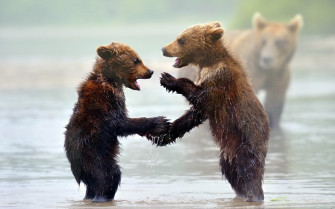 Cute Baby Animal Wallpaper