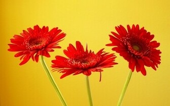 Tag Gerbera Flowers Wallpaper Background Photos Imageand