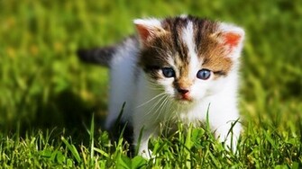 High Resolution Cute Baby Wild Animal Wallpaper HD SiwallpaperHD