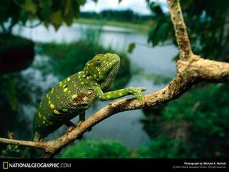 National Geographic Wallpaper Collection Saftazeen Photo