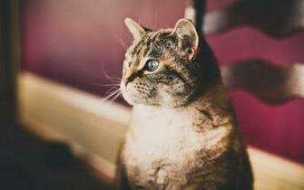 Cat Widescreen Wallpaper High Definition Quality