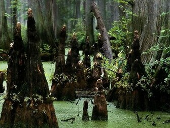 Louella Ellison Swamp HD
