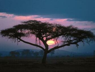 Park Sunset Wallpaper For Desktop Background Animals Zoo