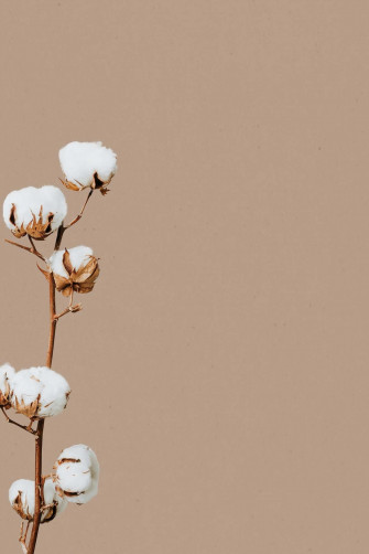 Minimalist Flower Aesthetic Wallpaper