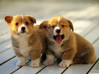 Corgi Puppies Wallpaper
