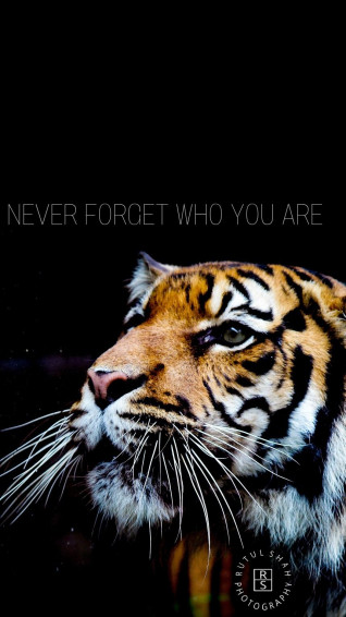 Never Forget Who You Are Tiger Roar Quotes Wallpaper