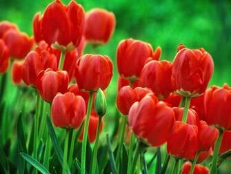 Delightful Flowers Wallpaper Desktop Background Full