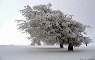 Fresh Snow Close Up Wallpaper HD Mega