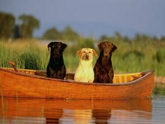 Hunting Dog Wallpaper