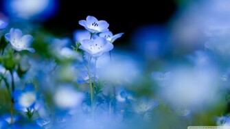 Blue Flowers Macro Wallpaper