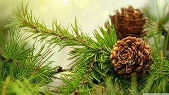 Pine Cone Wallpaper And Background Image Net