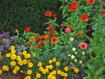 Summer Flowers Wallpaper Copyright Robin Wood