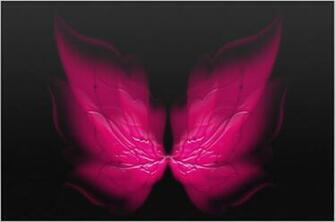 Papillon Rose Wallpaper