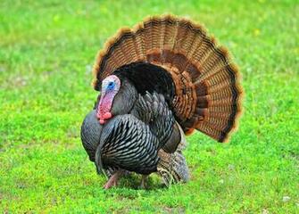 Wild Turkeys File Jpg