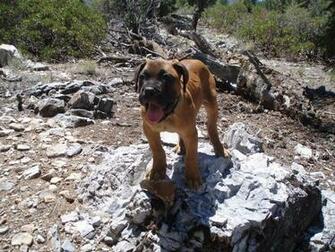 The Beautiful Bullmastiff Wallpaper