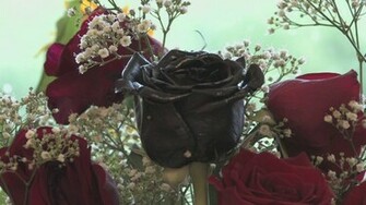 Black Rose Roses Wallpaper