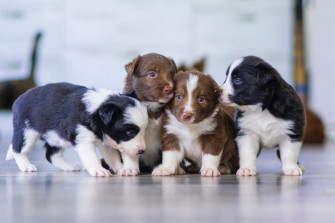 Friends Of Animals Giving Us Hope Closing Puppy Mills